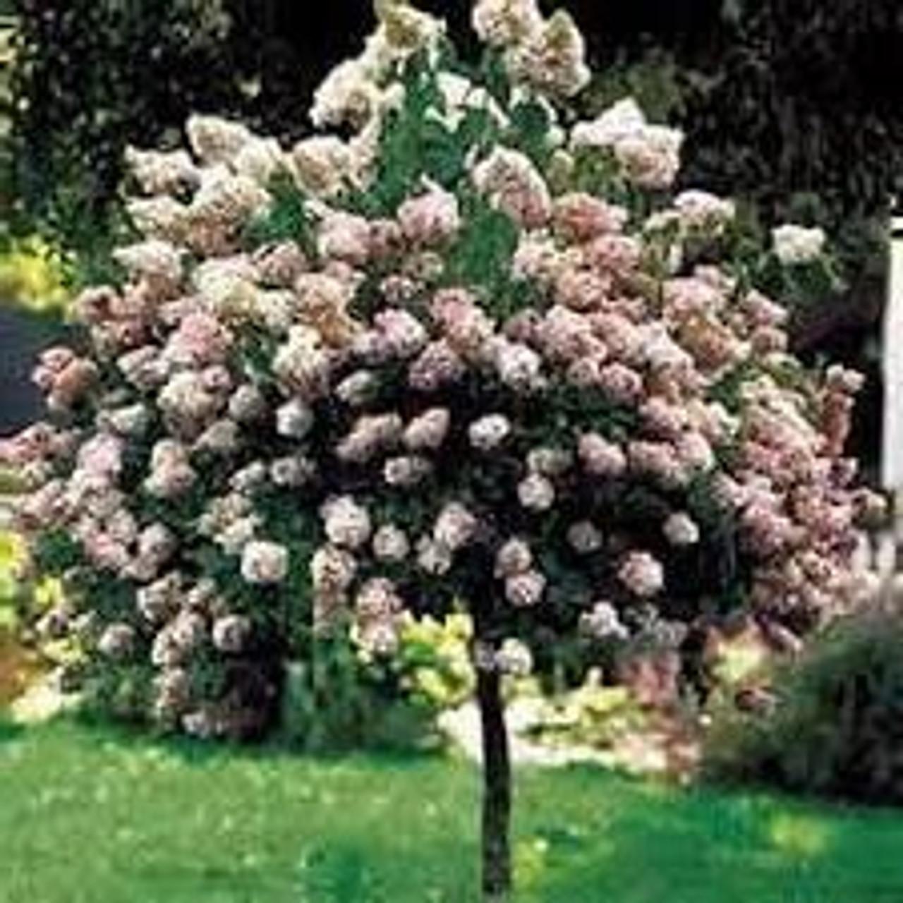 Hydrangea Paniculata 'pinky Winky' Tree Form - View 4 from www redcrocus com