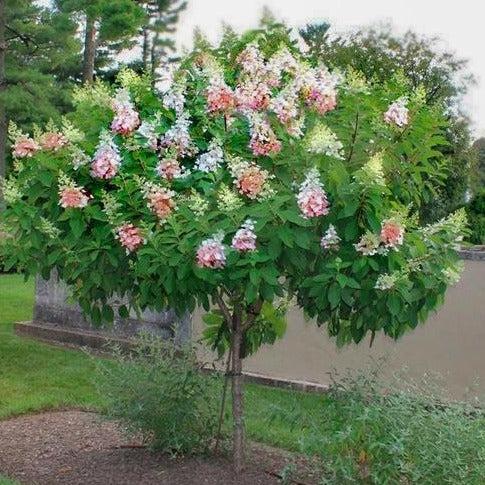 Hydrangea Paniculata 'pinky Winky' Tree Form - View 5 from www redcrocus com