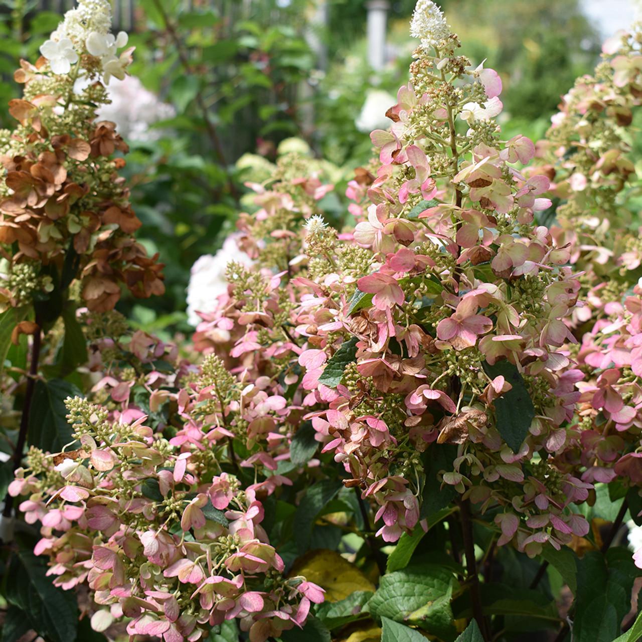 Hydrangea Paniculata 'pinky Winky' Tree Form - View 8 from www redcrocus com