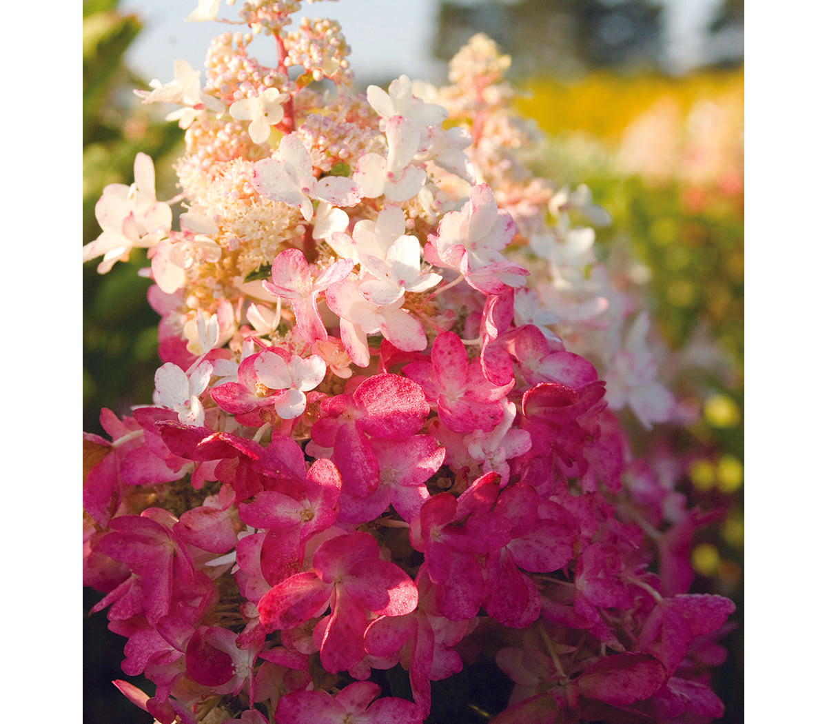Hydrangea Paniculata 'pinky Winky' Tree Form - View 9 from www redcrocus com