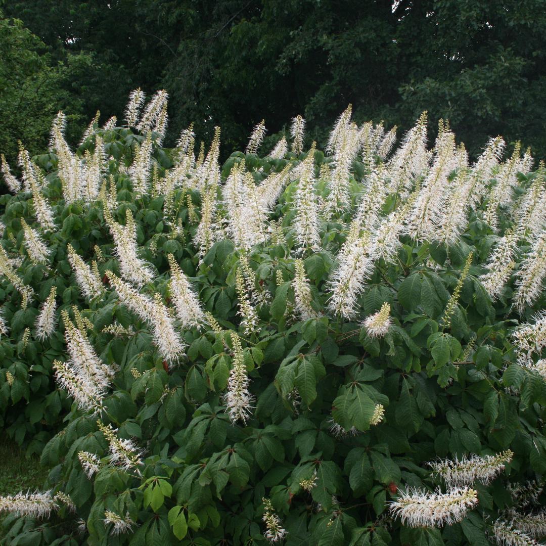 Aesculus Parviflora - View 21 from www redcrocus com