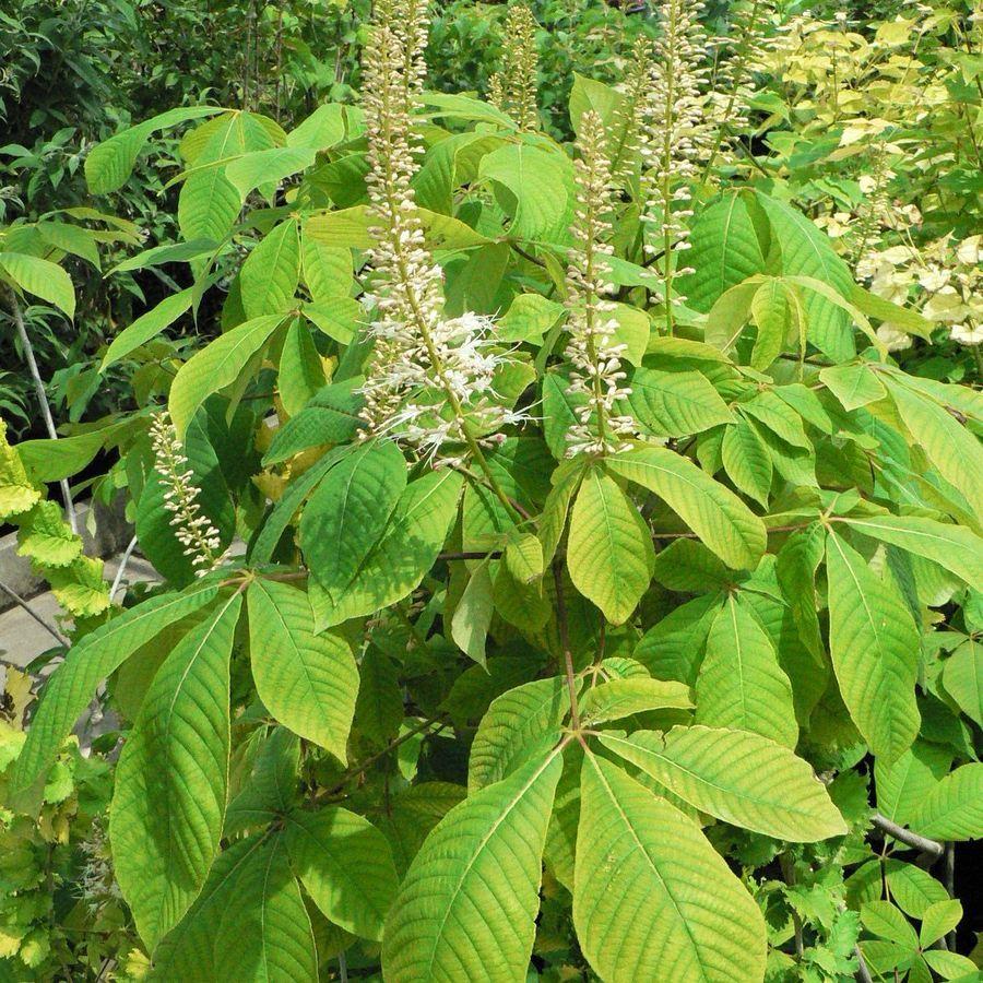 Aesculus Parviflora - View 23 from www redcrocus com