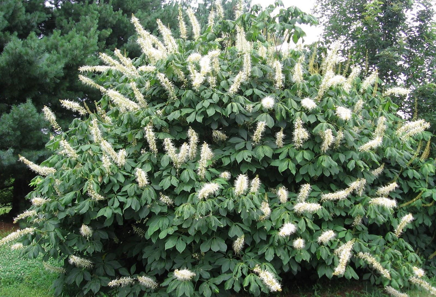Aesculus Parviflora - View 24 from www redcrocus com