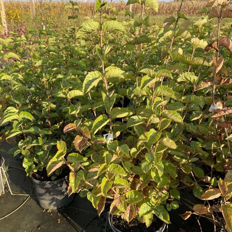 Viburnum Dentatum 'chicago Lustre' - View 11 from www redcrocus com