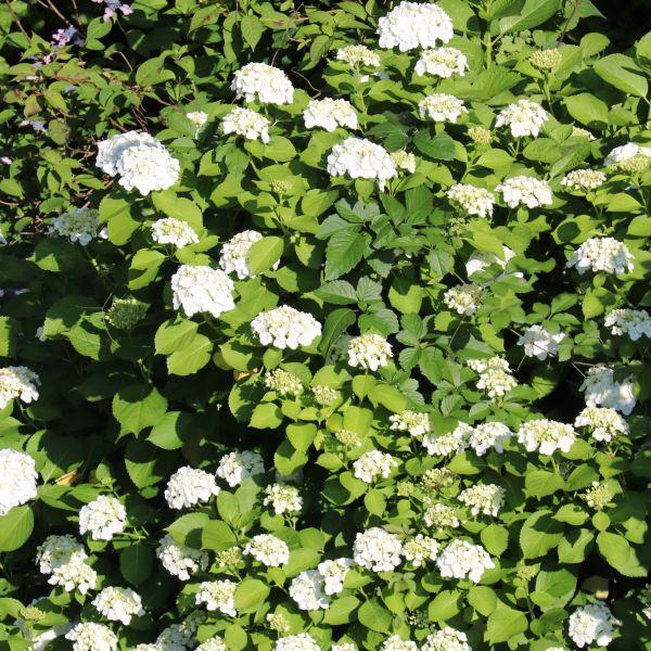 Viburnum Dentatum 'chicago Lustre' - View 14 from www redcrocus com