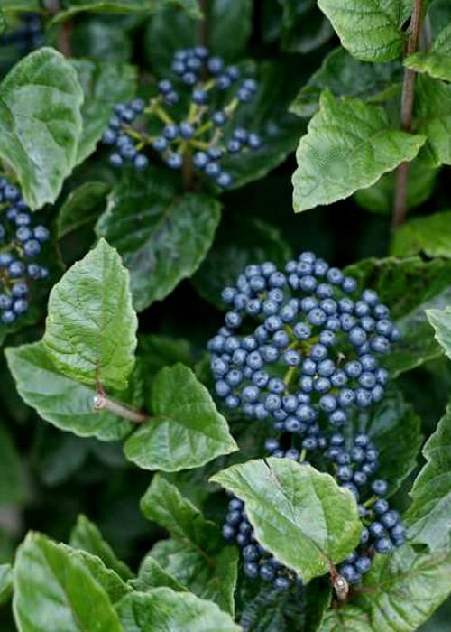 Viburnum Dentatum 'chicago Lustre' - View 15 from www redcrocus com