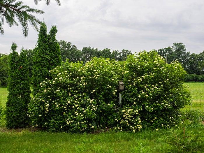Viburnum Dentatum 'chicago Lustre' - View 5 from www redcrocus com