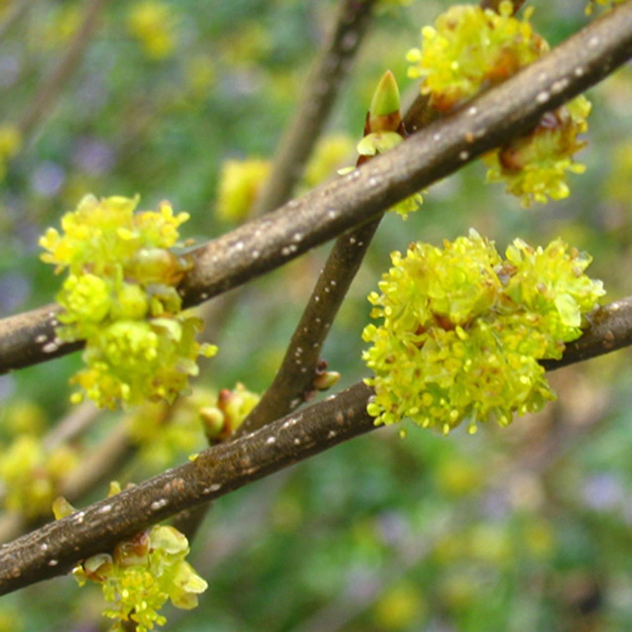 Lindera Benzoin - View 10 from www redcrocus com