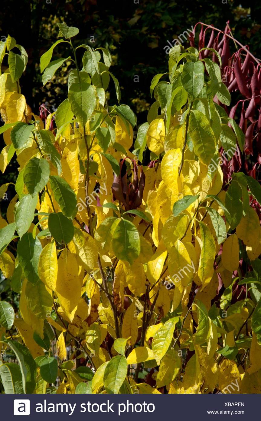 Lindera Benzoin - View 18 from www redcrocus com