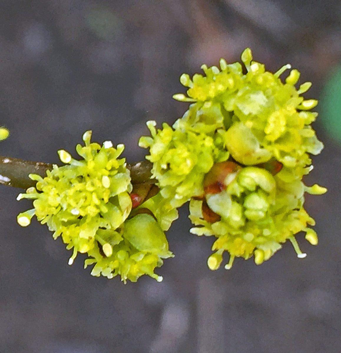 Lindera Benzoin - View 20 from www redcrocus com