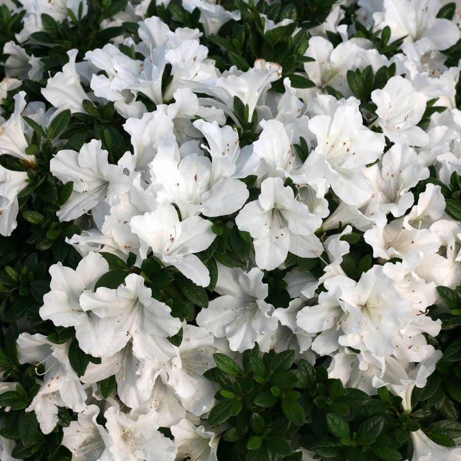 Azalea 'bloom A Thon White' - View 24 from www redcrocus com