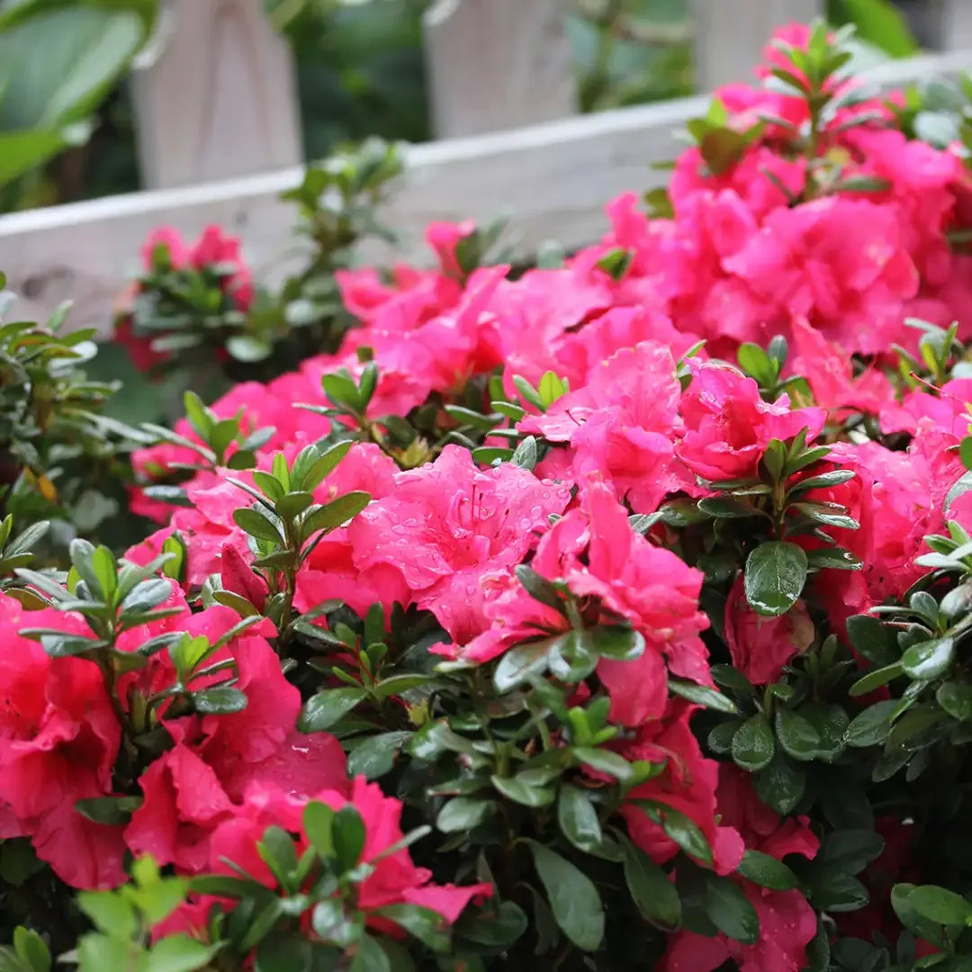Azalea 'bloom A Thon Red' - View 11 from www redcrocus com