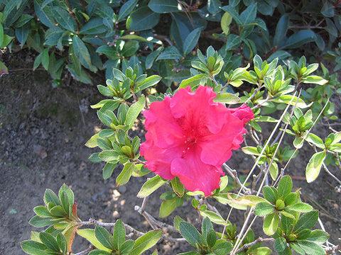 Azalea 'bloom A Thon Red' - View 11 from www redcrocus com