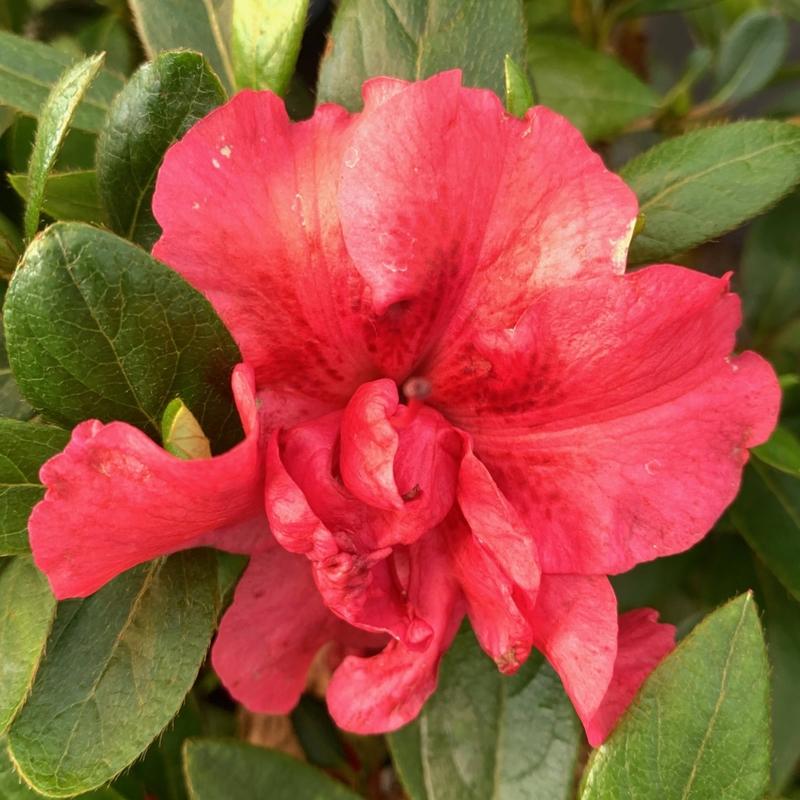 Azalea 'bloom A Thon Red' - View 12 from www redcrocus com