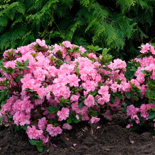 Azalea 'bloom A Thon Red' - View 16 from www redcrocus com