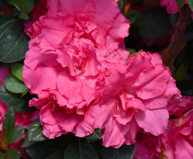 Azalea 'bloom A Thon Red' - View 17 from www redcrocus com