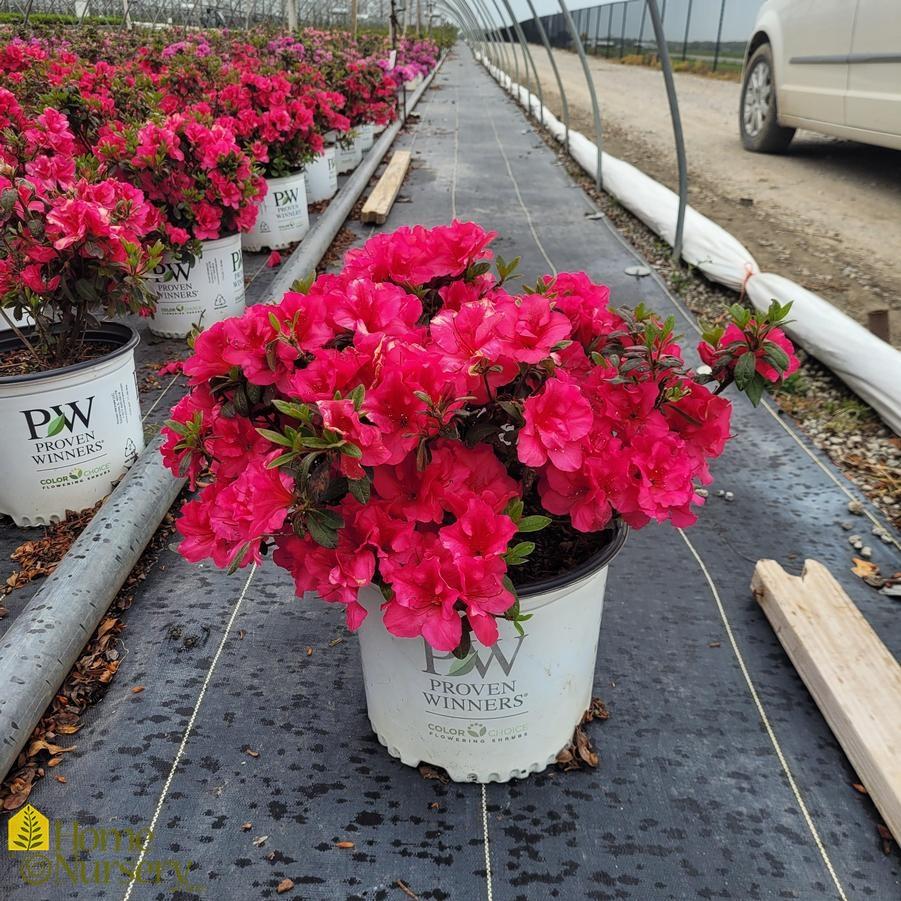 Azalea 'bloom A Thon Red' - View 18 from www redcrocus com