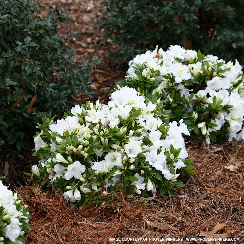 Azalea 'bloom A Thon Red' - View 19 from www redcrocus com