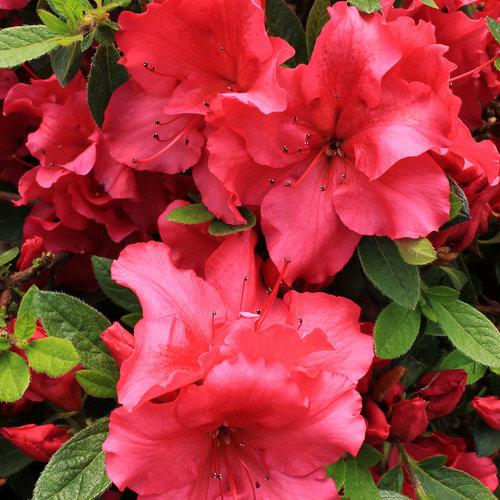 Azalea 'bloom A Thon Red' - View 2 from www redcrocus com