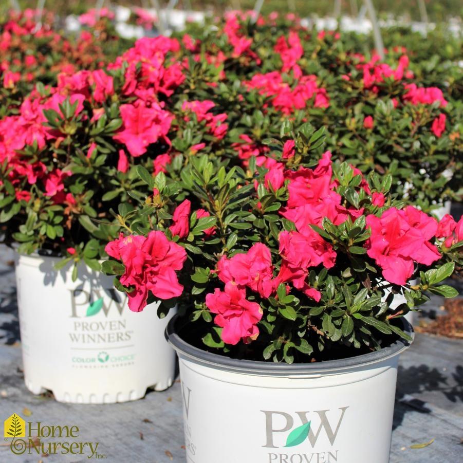 Azalea 'bloom A Thon Red' - View 3 from www redcrocus com