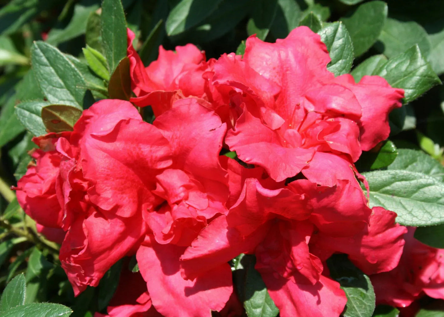 Azalea 'bloom A Thon Red' - View 4 from www redcrocus com