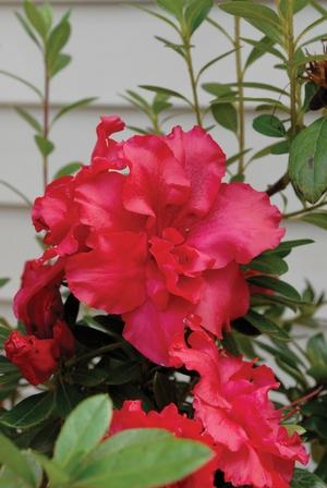 Azalea 'bloom A Thon Red' - View 6 from www redcrocus com
