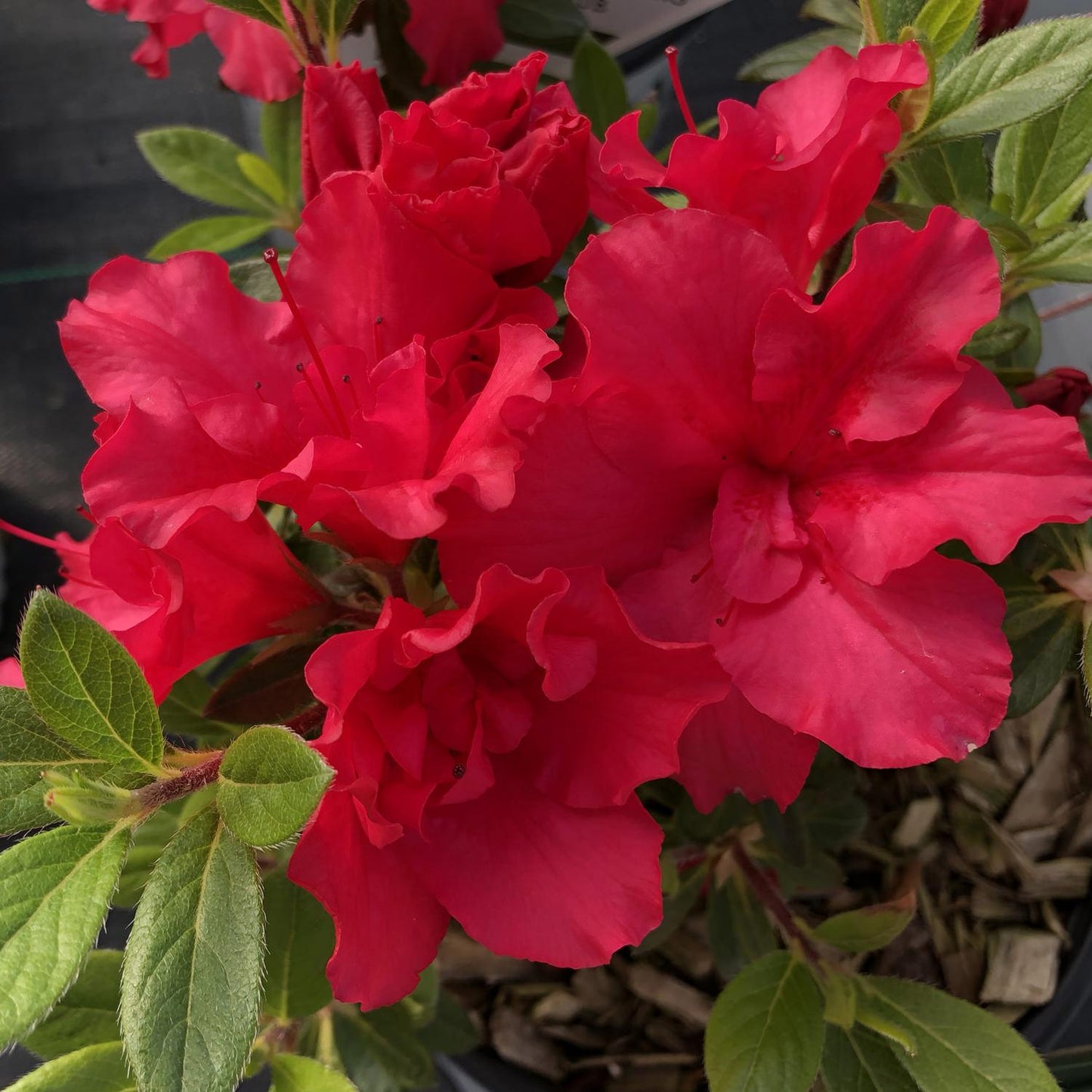 Azalea 'bloom A Thon Red' - View 7 from www redcrocus com
