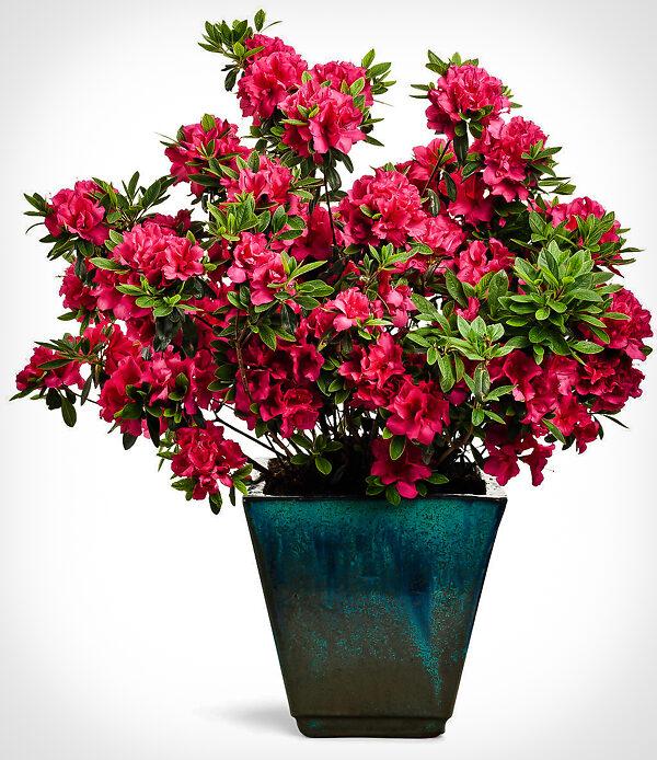 Azalea 'bloom A Thon Red' - View 8 from www redcrocus com