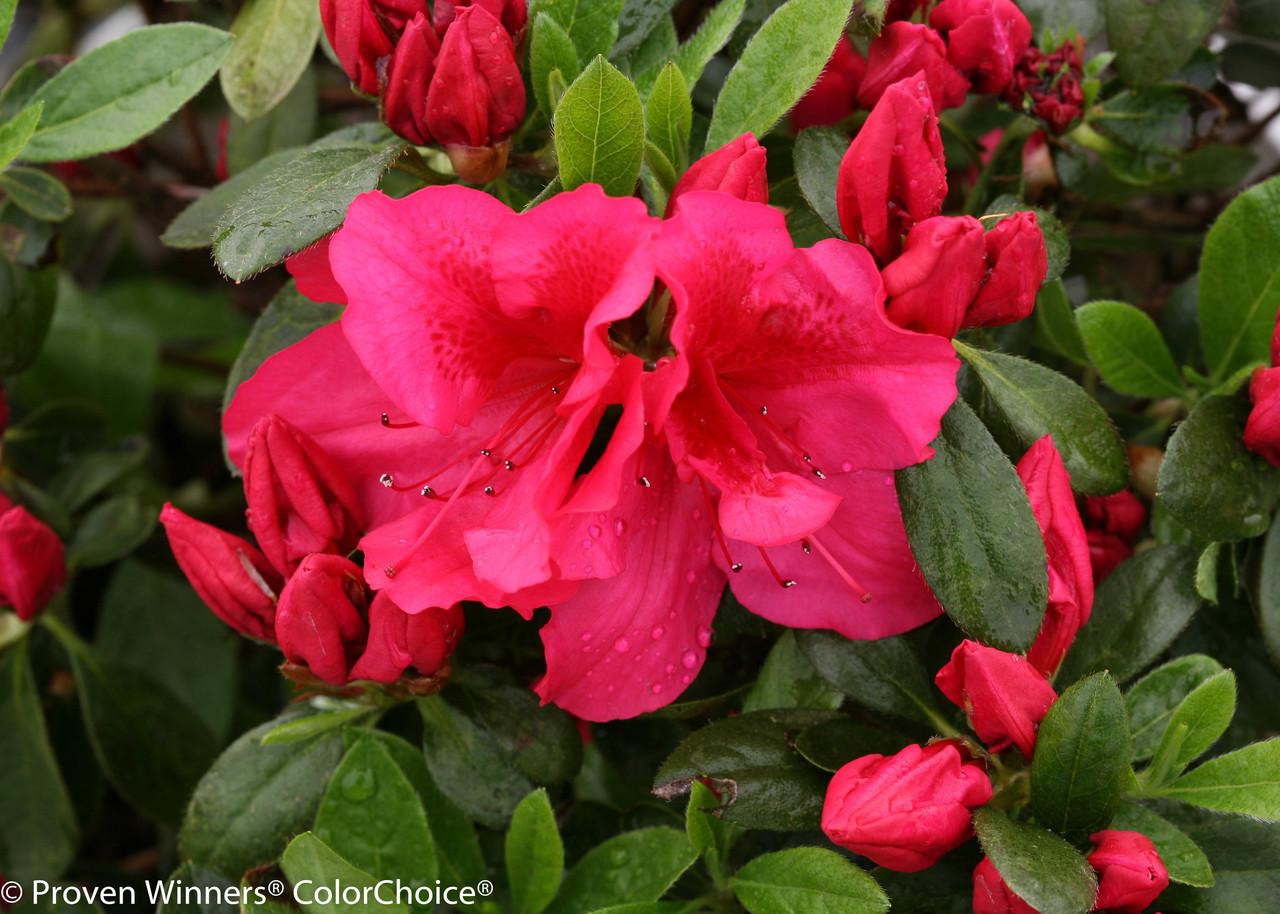 Azalea 'bloom A Thon Red' - View 9 from www redcrocus com