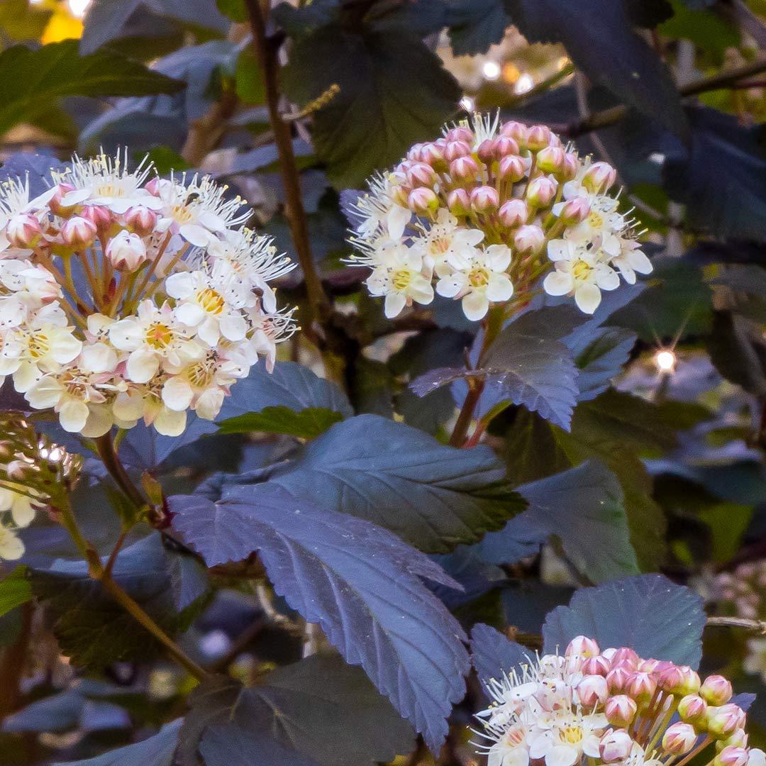 Physocarpus Opulifolius Little Devil - View 15 from www redcrocus com