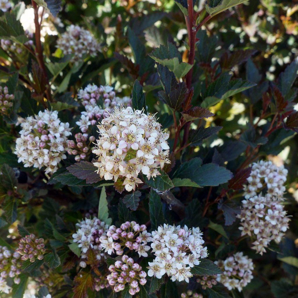Physocarpus Opulifolius Little Devil - View 20 from www redcrocus com