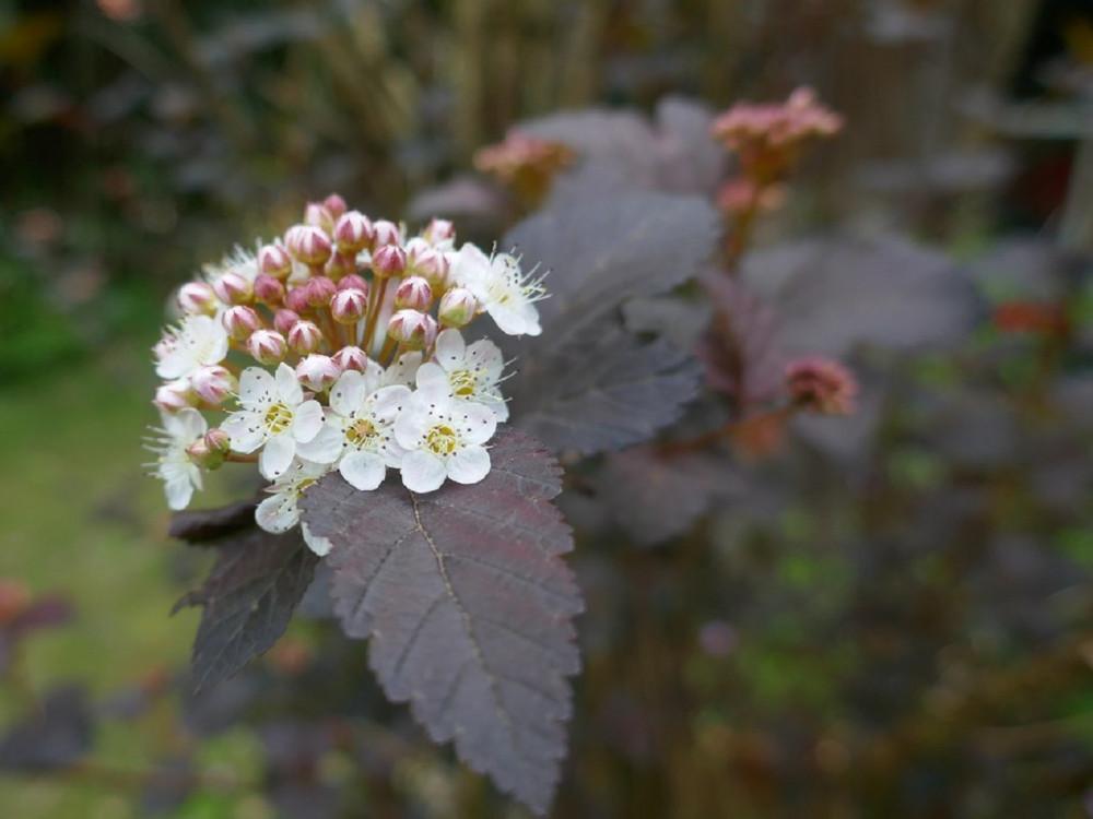 Physocarpus Opulifolius Little Devil - View 9 from www redcrocus com