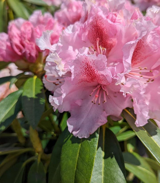 Rhododendron Holden - View 10 from www redcrocus com