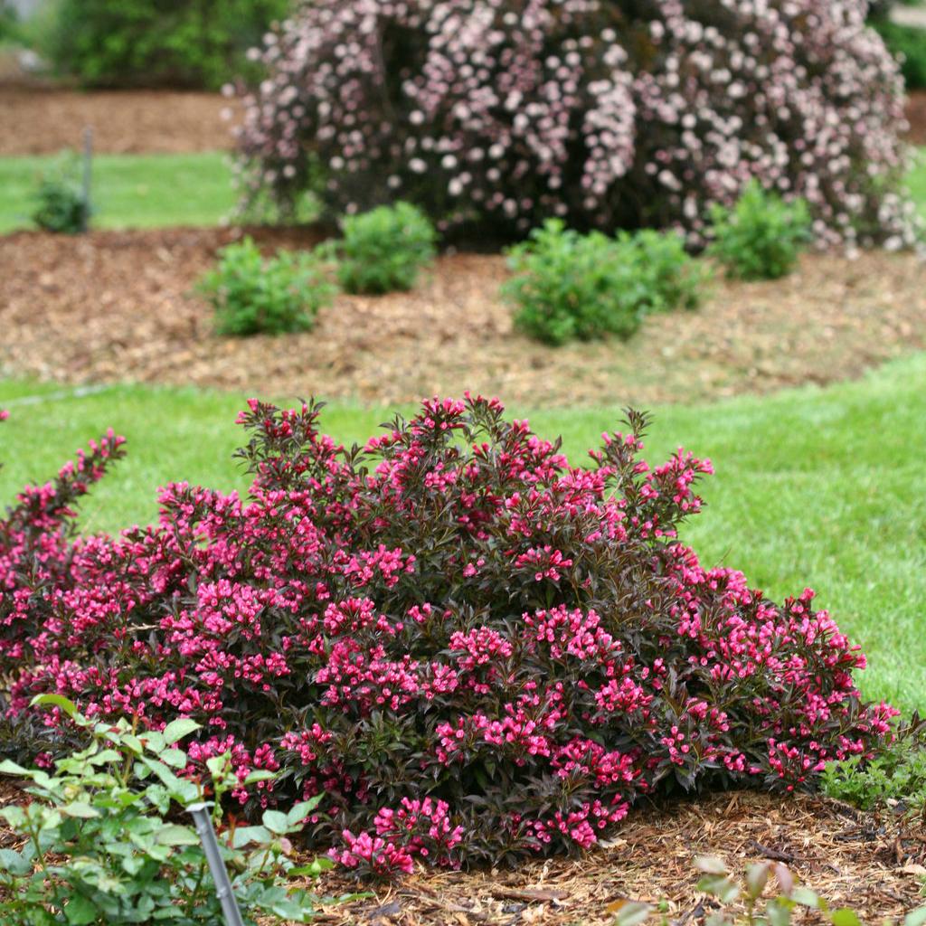 Weigela Florida Spilled Wine - View 11 from www redcrocus com