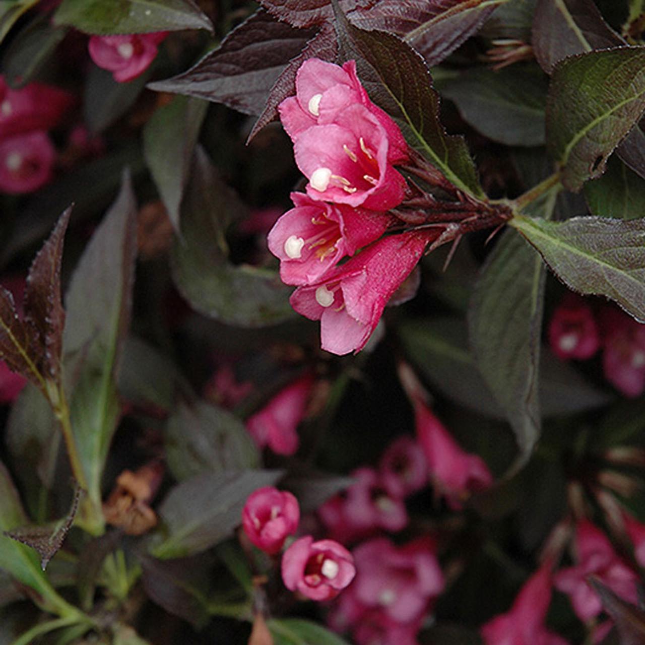 Weigela Florida Spilled Wine - View 12 from www redcrocus com