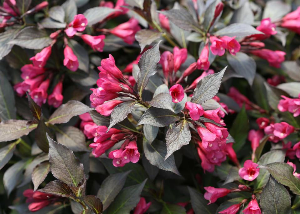 Weigela Florida Spilled Wine - View 13 from www redcrocus com