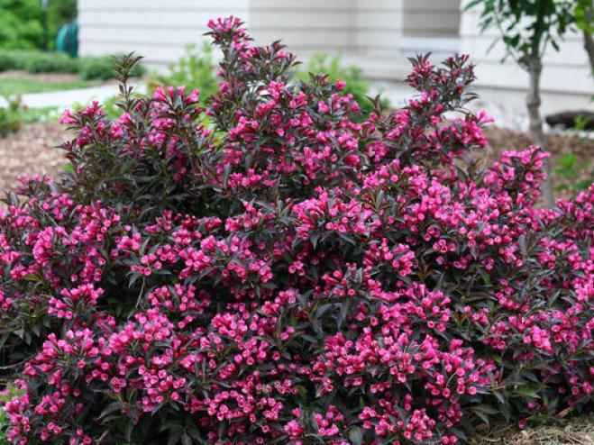 Weigela Florida Spilled Wine - View 14 from www redcrocus com