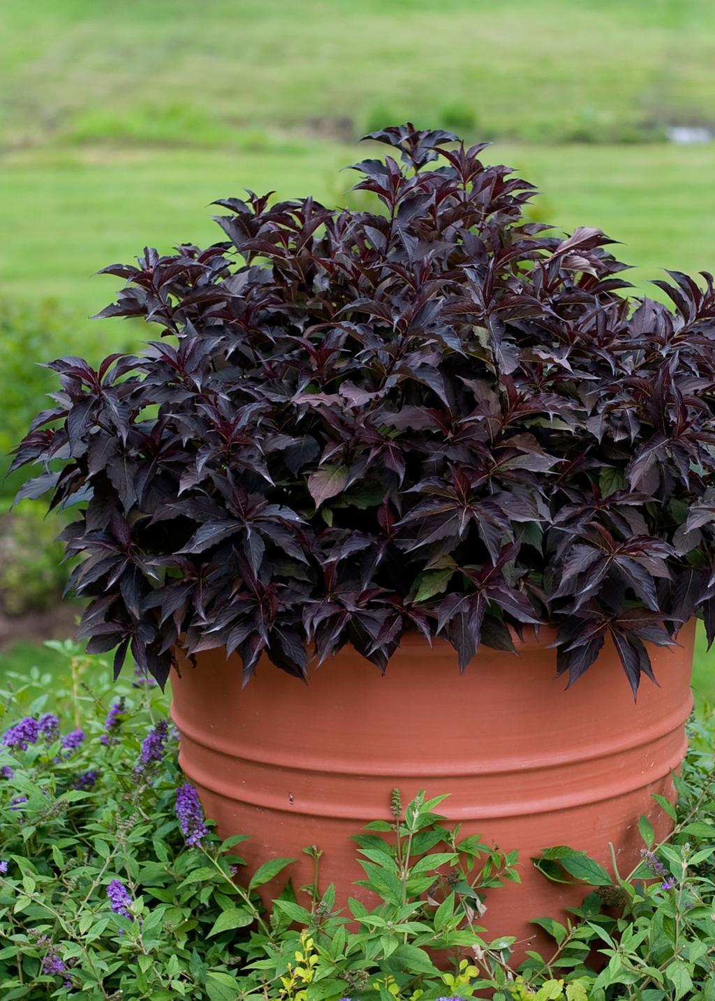 Weigela Florida Spilled Wine - View 18 from www redcrocus com