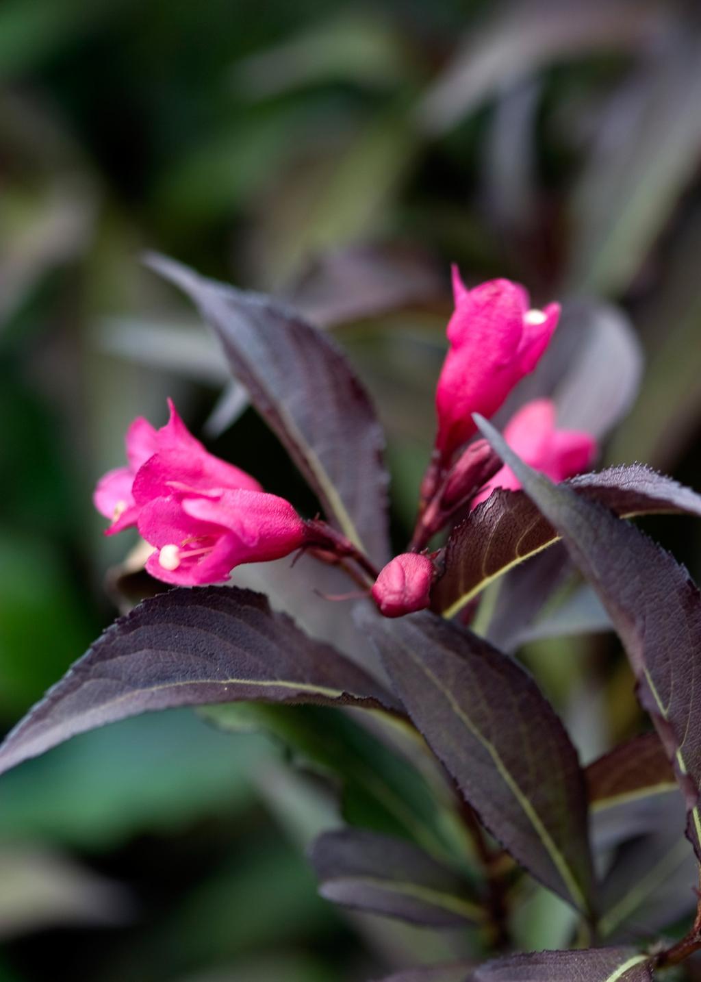 Weigela Florida Spilled Wine - View 19 from www redcrocus com