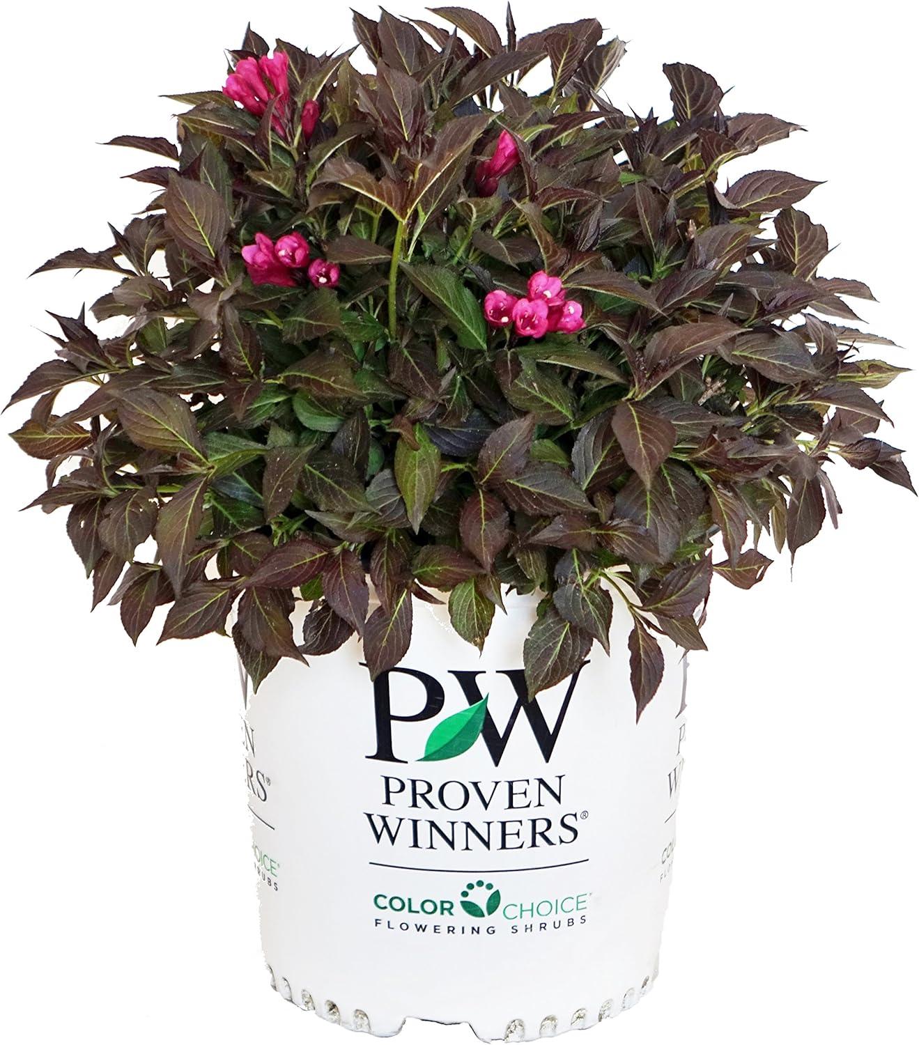 Weigela Florida Spilled Wine - View 20 from www redcrocus com
