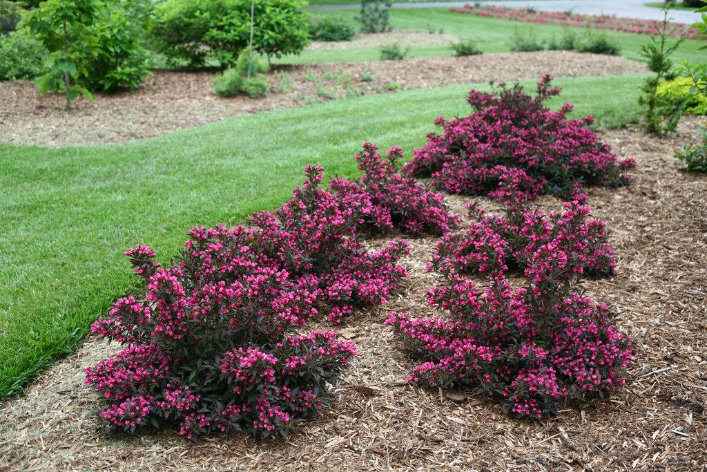 Weigela Florida Spilled Wine - View 2 from www redcrocus com