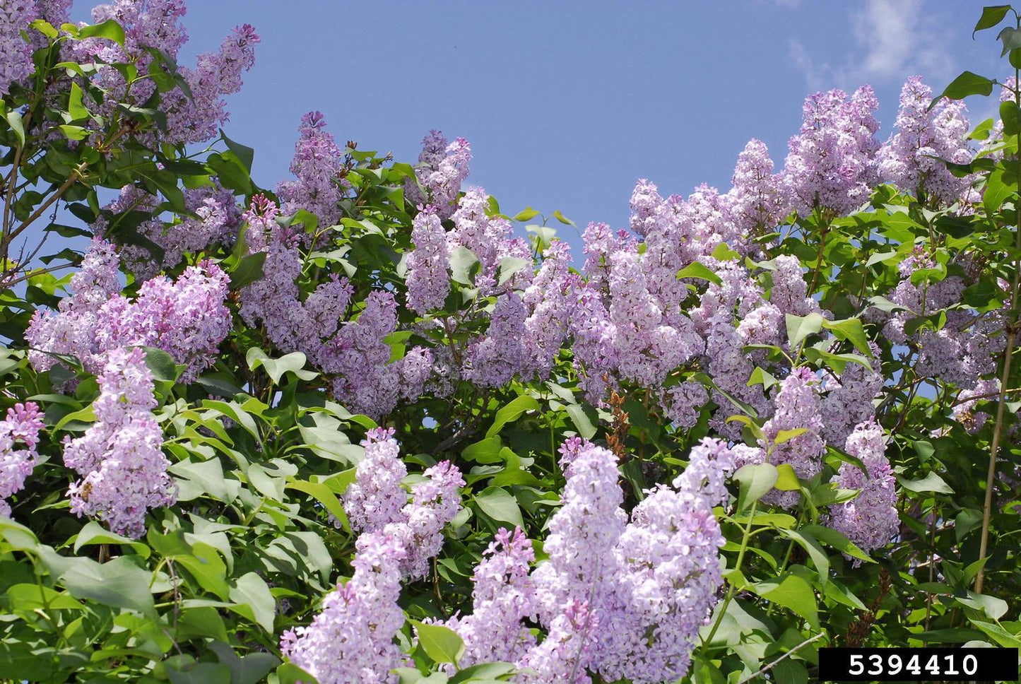 Syringa Vulgaris - View 18 from www redcrocus com
