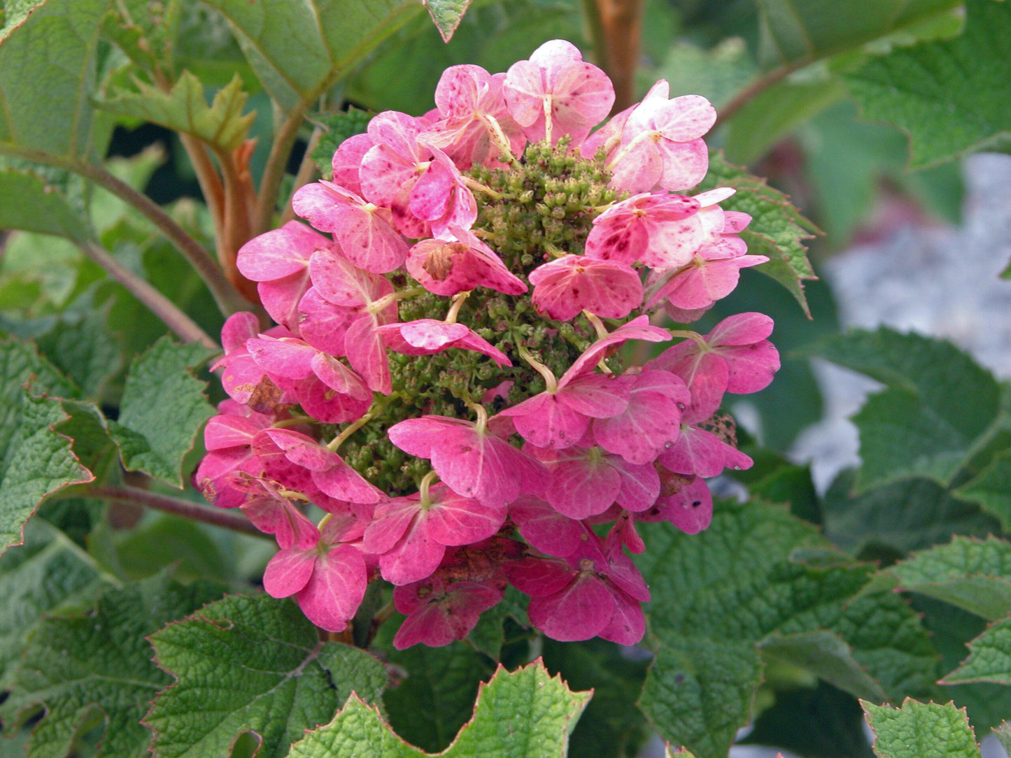 Hydrangea Quercifolia Ruby Slippers - View 15 from www redcrocus com