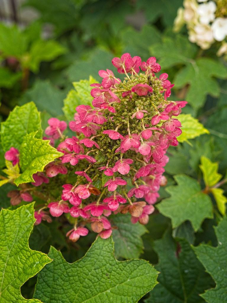 Hydrangea Quercifolia Ruby Slippers - View 17 from www redcrocus com