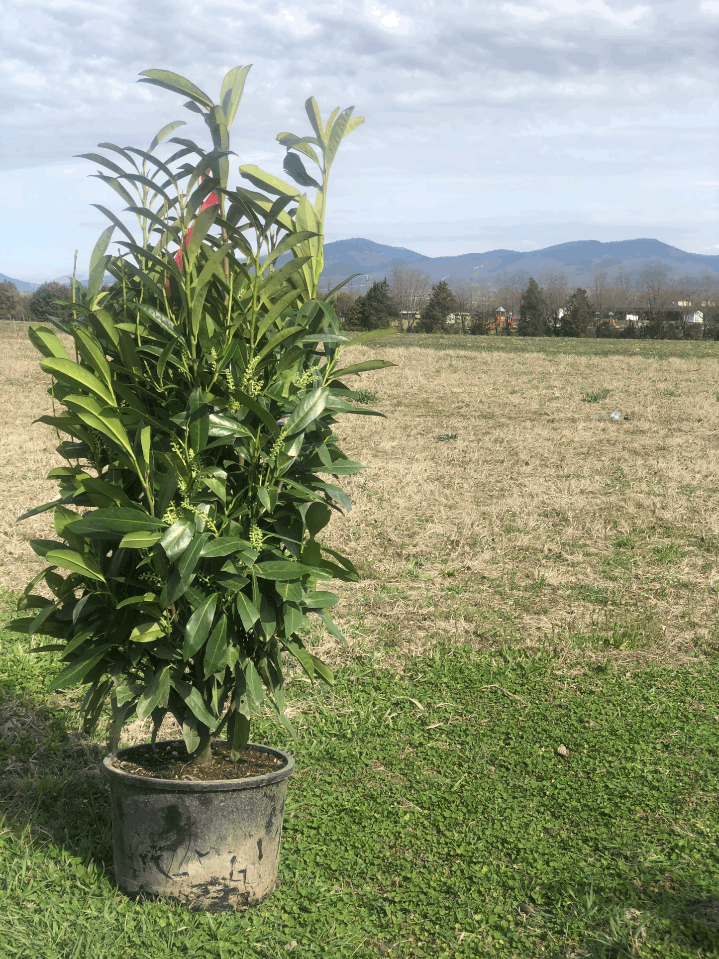 Prunus Laurocerasus 'schipkaensis' - View 10 from www redcrocus com