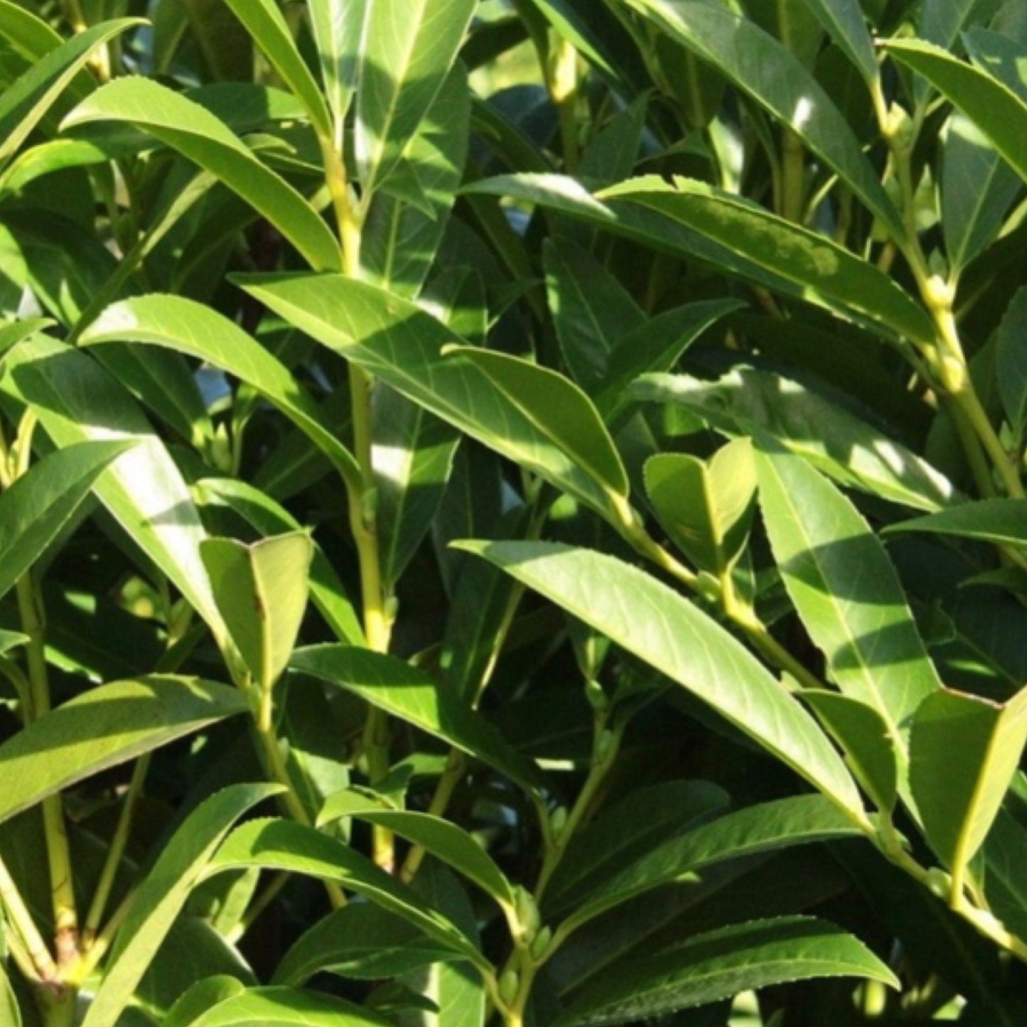 Prunus Laurocerasus 'schipkaensis' - View 10 from www redcrocus com