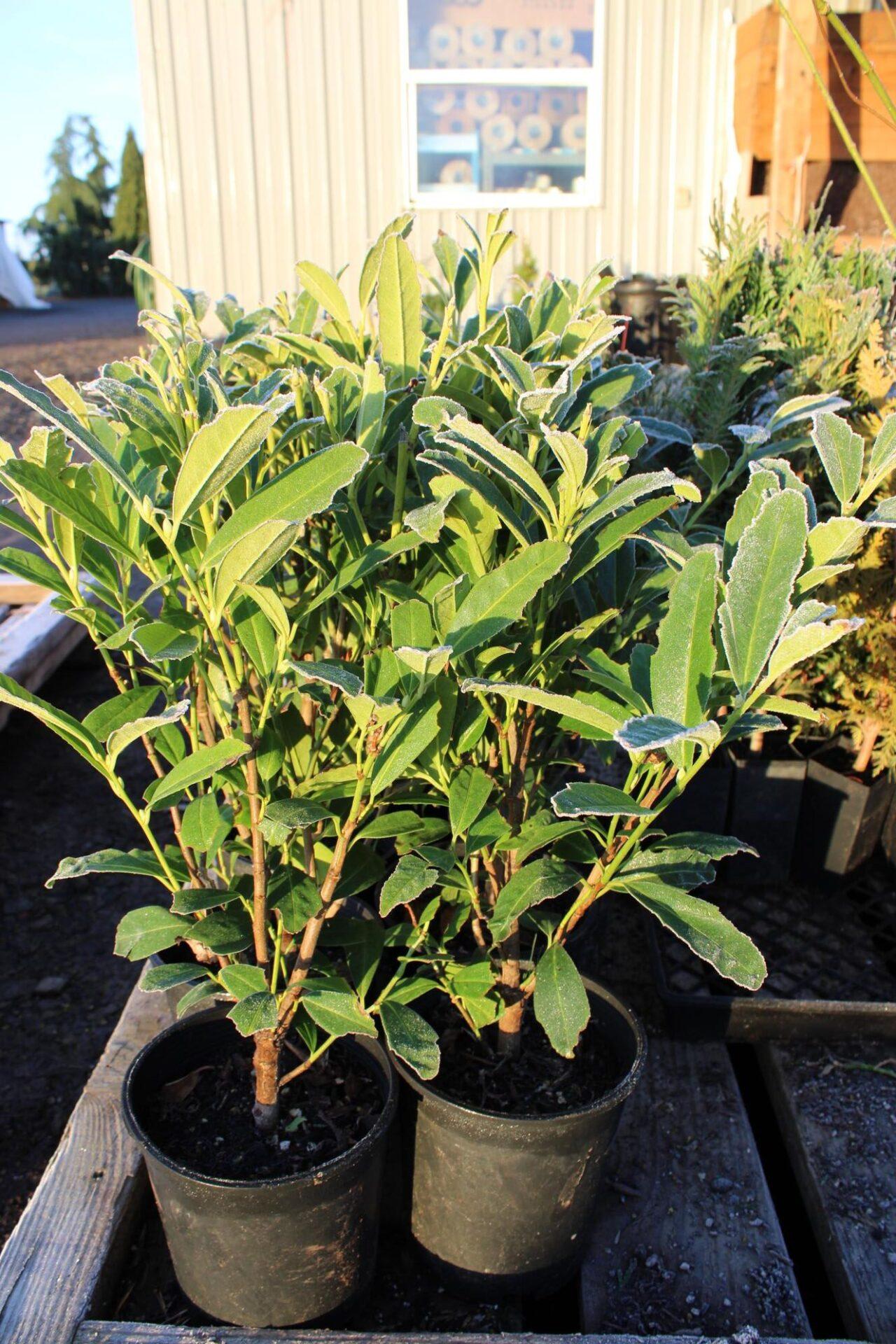 Prunus Laurocerasus 'schipkaensis' - View 14 from www redcrocus com