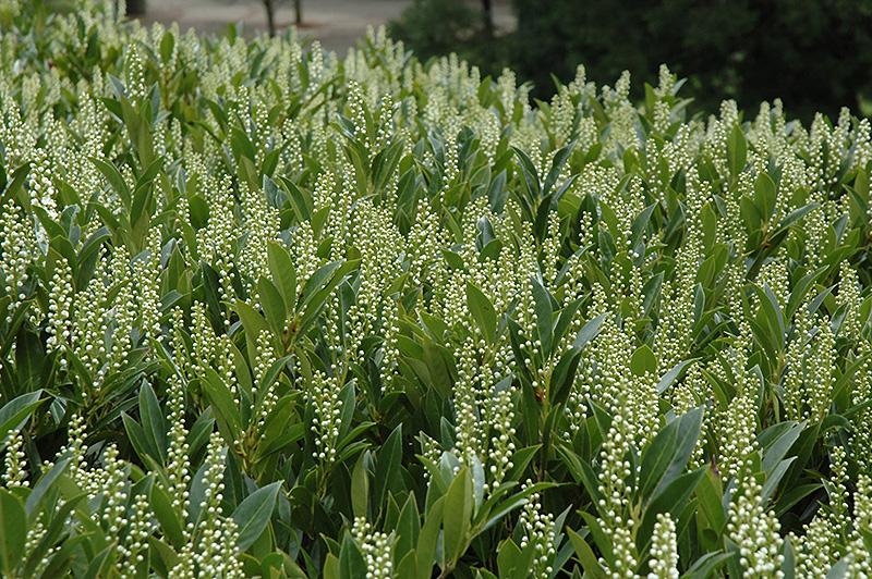 Prunus Laurocerasus 'schipkaensis' - View 15 from www redcrocus com