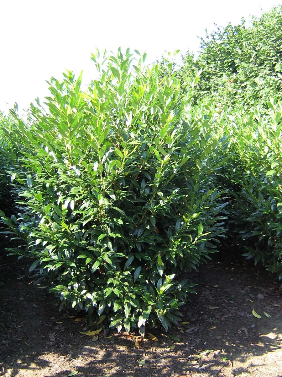 Prunus Laurocerasus 'schipkaensis' - View 17 from www redcrocus com
