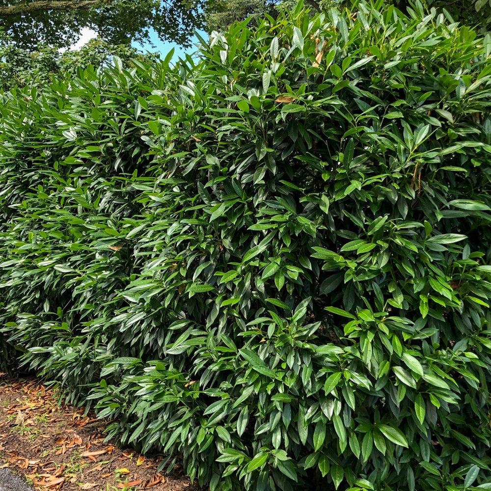Prunus Laurocerasus 'schipkaensis' - View 18 from www redcrocus com